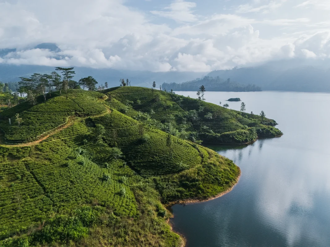 Aerial view of lush green tea plantation near the lake on Sri Lanka